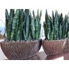 American Plant Exchange Snake Plant–Medium 6-Inch Pot Green Sansevieria Zeylanica,
