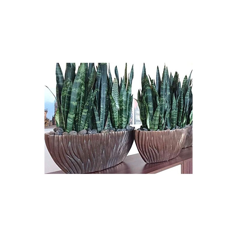 American Plant Exchange Snake Plant–Medium 6-Inch Pot Green Sansevieria Zeylanica,