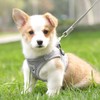 Cat Harness, Collar, For Dogs and Cats, Small Dogs, Rabbits,