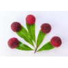 CZ Grain Yumberry Tree Seeds for Planting (10 Seeds) -Yang-mei