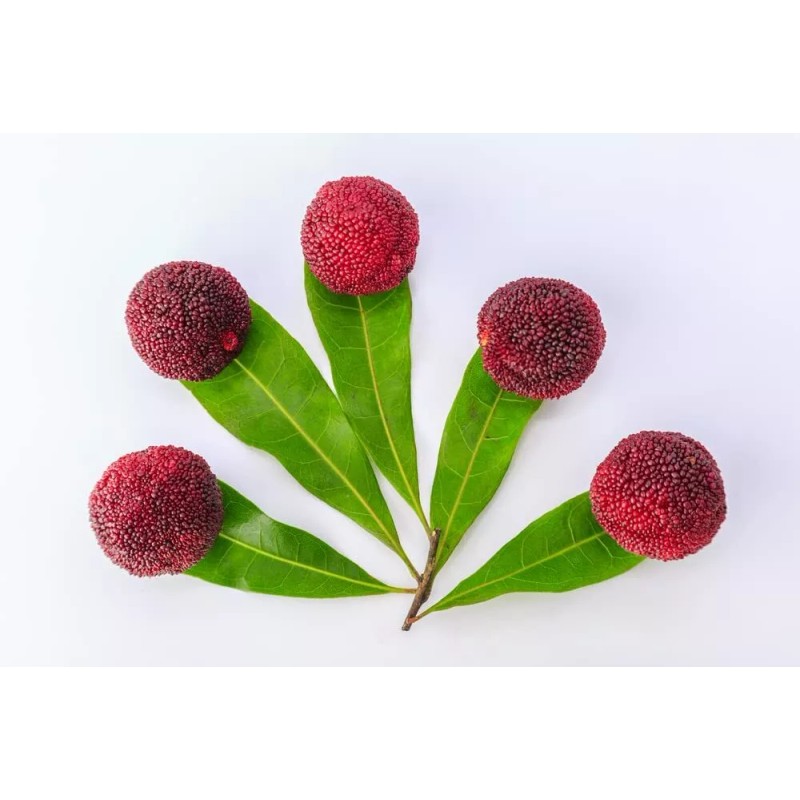 CZ Grain Yumberry Tree Seeds for Planting (10 Seeds) -Yang-mei