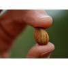 Nature's Choice Supplements California Grown Apricot Kernels (1 Pound, 750
