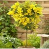 Seed-Top 100 Seeds Acacia Silver Wattle Yellow Mimosa Fresh