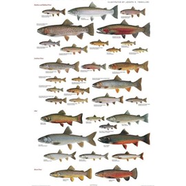 Picture Peddler Trout of North America by Joseph R. Tomelleri Fishing Rainbow Brook Cutthroat Steelhead Lake 24x36