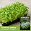 3 Packs Broccoli Microgreens Seeds for Planting and Growing -