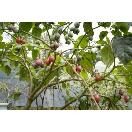 Serendipity Seeds 8 Seeds Solanum Betacea Red Tropical Tree Tomato Very RARE Overstock Price