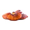 Fantastic Fungi® Reishi (Ganoderma lucidum) mushroom extract powdered Reishi mushroom
