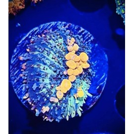 Sunkist Bounce Mushroom Coral Frag