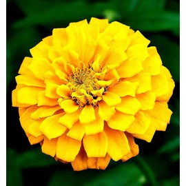 5g Mixed Zinnia Flower Seeds Beautiful to Plant in Your Flower Garden