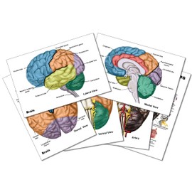 Brain 11 Piece Gift Box