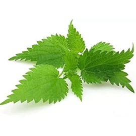 Nature Tea Nettle Leaf - Urtica dioica Loose Leaf C/S from 100% Nature, Wild Crafted - 1oz.