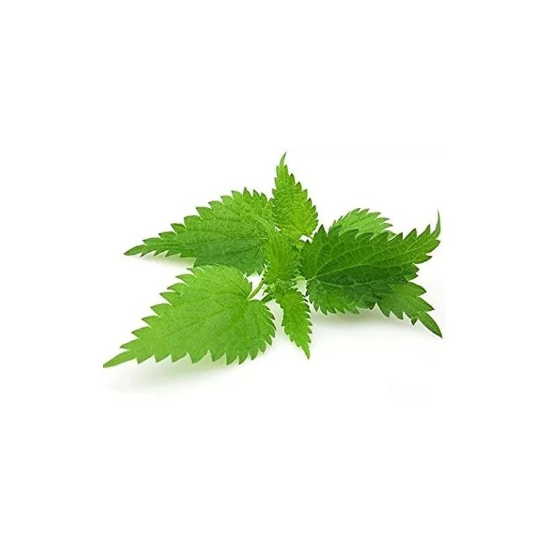 Nature Tea Nettle Leaf - Urtica dioica Loose Leaf C/S