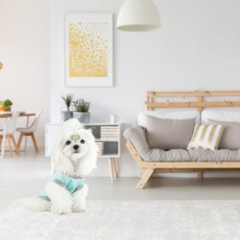 TOPSOSO Pack of 2 Dog T-Shirts, Quick-Drying, Breathable, Comfortable Cat Clothing, Dog Summer Shirt, Cute Fashion, Chihuahua Clothing, Suitable for Small to Medium Dogs, Cats, Grey and Green, XXL