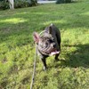 Mycicy Durable Rope Slip Lead Dog Leash, 1/2" and 1/4"