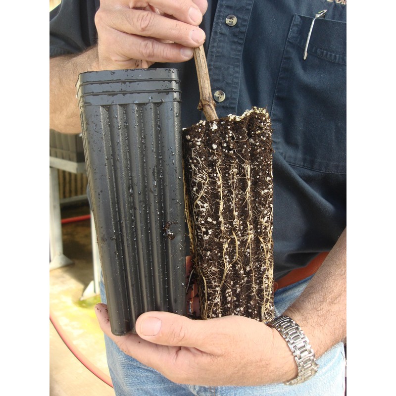Stuewe & Sons – Mini Treepot Growing Kit – MT37