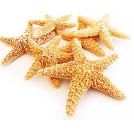 Florida Shells and Gifts Inc. Set of 24 Small Sugar Starfish 3-4" Beach Wedding Decor Nautical Crafts Coastal