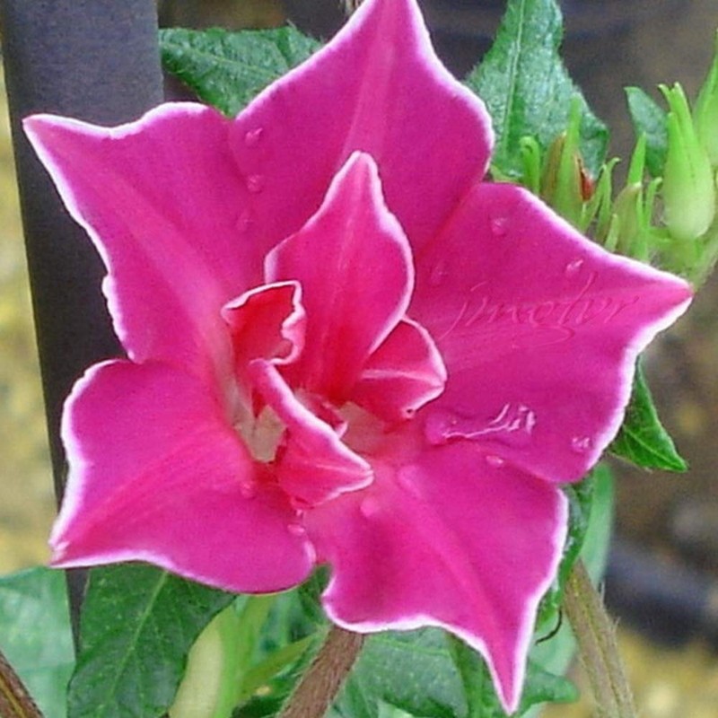 Outsidepride Red Picotee Morning Glory Seeds - 50 Pcs. Annual,