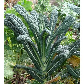 Kale Lacinato (AKA Dinosaur or Tuscan) Great Heirloom Vegetable Seeds by Seed Kingdom (1 Oz Seeds)
