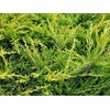 Juniper Saybrook Gold | 4 Live Gallon Size Plants |