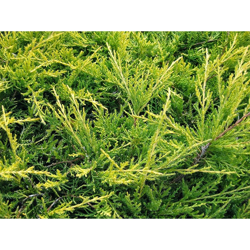 Juniper Saybrook Gold | 4 Live Gallon Size Plants |