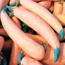 TomorrowSeeds - North Georgia Candy Roaster Seeds - 60+ Count - for 2026 Planting Georgia Pumpkin Pink Banana Winter Squash Plymouth Rock Garden Non-GMO Heirloom Vegetable Grow Your Own Home Farm