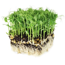 Tendril Pea Microgreens Seeds - 1 Lb ~1,440 Seeds - Non-GMO Peas Sprouting Seed for Vegetable Gardening, Cover Crop, Microgreen Pea Shoots