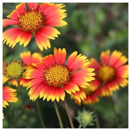 Everwilde Farms - 1/4 Lb Indian Blanket Native Wildflower Seeds - Gold Vault