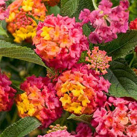 Lantana Flower Seeds for Planting - 250+ Mixed Color Lantana Seeds to Plant Non-GMO Seeds Perennial Flower Seeds