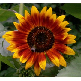 100 Autumn Beauty Sunflower Seeds for Planting. 2 Grams of Seeds. Non GMO and Heirloom. Helianthus ANNUUS Flower Giant Annual Tall USA for Planting