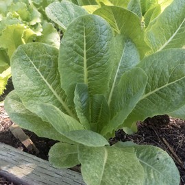 Darlene Romaine Lettuce Seeds - 1 g Packet ~850 Seeds - Non-GMO - Vegetable Garden - Lactuca Sativa