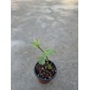 Chayote Squash With Pot Live Vegetable Ready To Plant