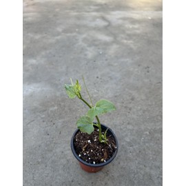 Chayote Squash With Pot Live Vegetable Ready To Plant