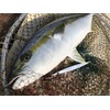 NatureBoys SR1260-19K Iron Jig, Swim Rider, 9.1 oz (260 g),