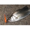 Berkley Gulp! SW Minnow 2" Pearl White G2SQM2-PW Azing Meval