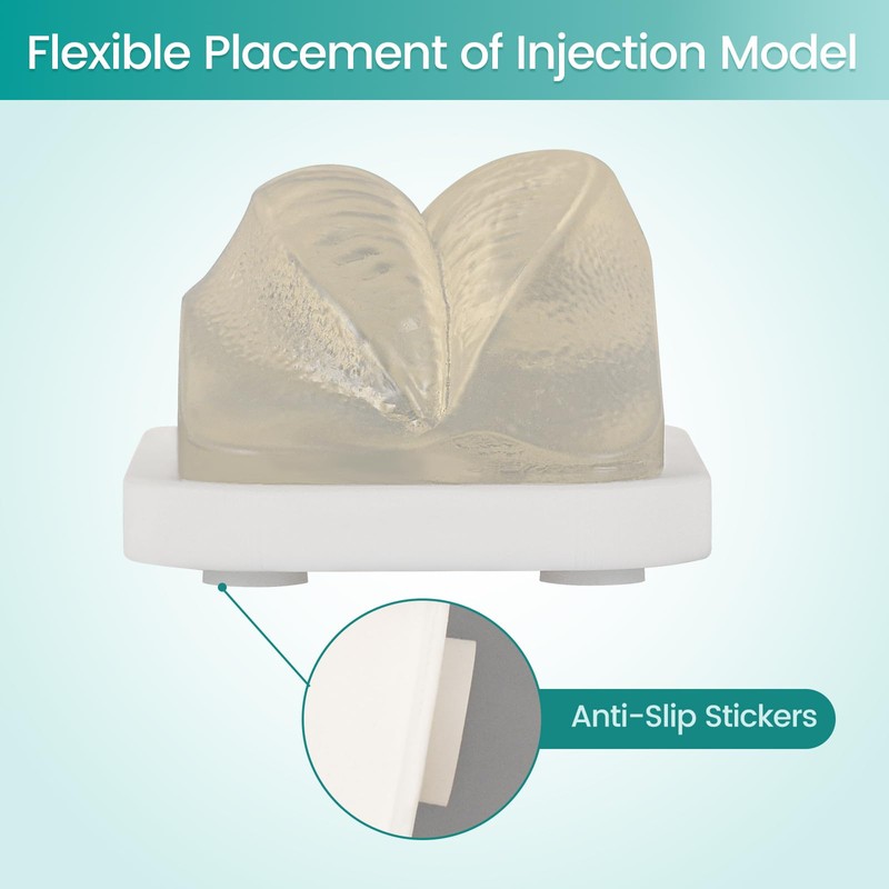 MedEduQuest Transparent Facial Injection Lip Model, Facial Model for Injection