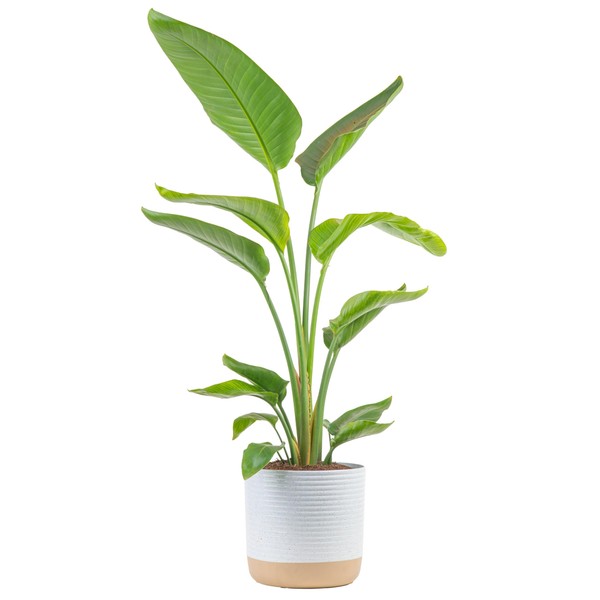 Costa Farms White Bird of Paradise, Live Indoor Plant in Indoor Garden Plant Pot, Tropical Houseplant Fresh From Farm, Housewarming Gift, Room Decor, Home Décor, 3-4 Feet Tall