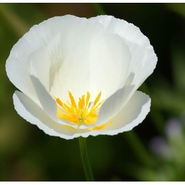 ESCHSCHOLZIA californica 'White Linen' (California Poppy, White - White Linen) Flower Seeds, Elegant and Serene White Flowers, Seeds by MySeeds.Co, You Choose The Amount (0.5 oz)