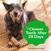 Greenies Veterinarian-Recommended Adult Natural Dental Dog Treats Regular Size, Original