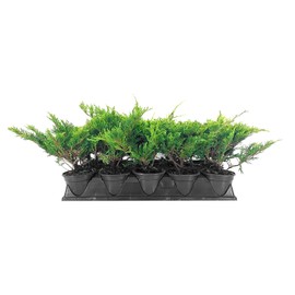 Juniper Calgary Carpet | 10 Live 4 Inch Pots | Juniperus Sabina Monna | Evergreen Ground Cover Plants | Low-Maintenance Landscaping Shrub