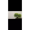 Mini Pellia aka Coral Moss 2" x 2" Riccardia chamedryfolia