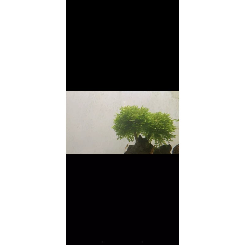Mini Pellia aka Coral Moss 2" x 2" Riccardia chamedryfolia