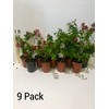 Sioux Crepe Myrtle Trees - Pink Blooms - Quart Containers