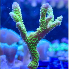 Live Saltwater Coral Frag - Green Montipora Digitata (Colony)