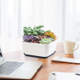 Succulent Pots 6 Inch Shallow Herb Planters with Drainage Hole - 4 Packs Cactus Planter for Home Office Garden Plants Pot Present - Plants Not Included (Off White)