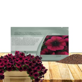 Outsidepride Burgundy Velour Easy Wave Petunia Seeds - 30 Pcs. Annual, Compact & Spreading Flower Seeds for Planting Low Growing Vibrant Blooms, Ideal for Garden Beds, Baskets & Container Displays