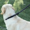 Hiado Slip Lead Dog Leash Reflective with Stopper Loop Rope