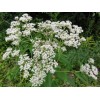 300 Common Boneset Seeds - Eupatorium perfoliatum - None-GMO Medicinal