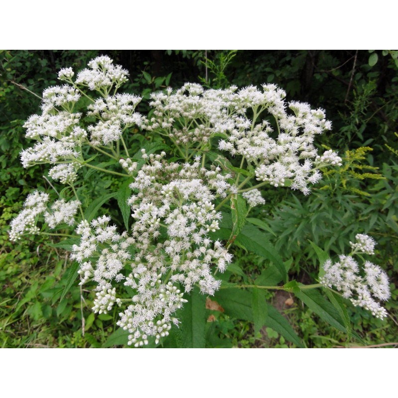 300 Common Boneset Seeds - Eupatorium perfoliatum - None-GMO Medicinal
