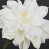 GLSATEMAN Artificial Silk Flowers Dahlia 24'in Long Stem Fake Flower
