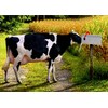 Avanti, Mailbox Cow
